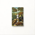 Vintage Tortoises And Sea Turtles By Ernst Haeckel Light Switch Cover at Zazzle