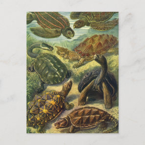 Vintage Tortoises and Sea Turtles by Ernst Haeckel Postcard