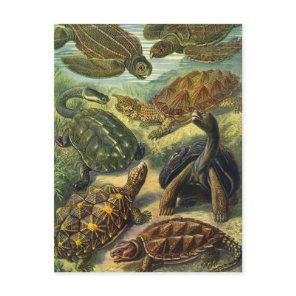 Vintage Tortoises and Sea Turtles by Ernst Haeckel Postcard