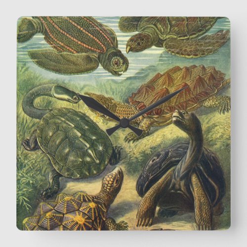 Vintage Tortoises and Sea Turtles by Ernst Haeckel Square Wall Clock