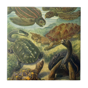 Vintage Tortoises and Sea Turtles by Ernst Haeckel Tile