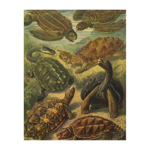 Vintage Tortoises and Sea Turtles by Ernst Haeckel Wood Wall Decor
