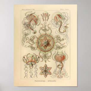 Vintage Trachomedusae Color Ernst Haeckel Print