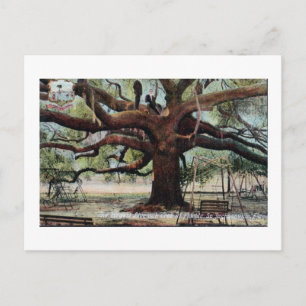 Vintage Treaty Oak Jacksonville Florida Postcard