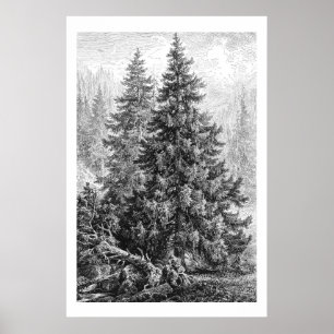 Vintage Tree 1800s Antique European Spruce  Poster