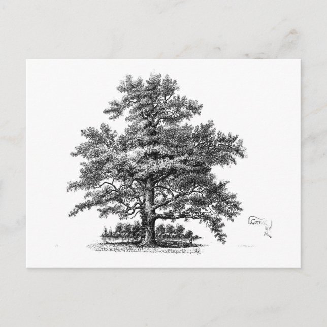 Vintage Tree Ephemera Decoupage Art Postcard (Front)