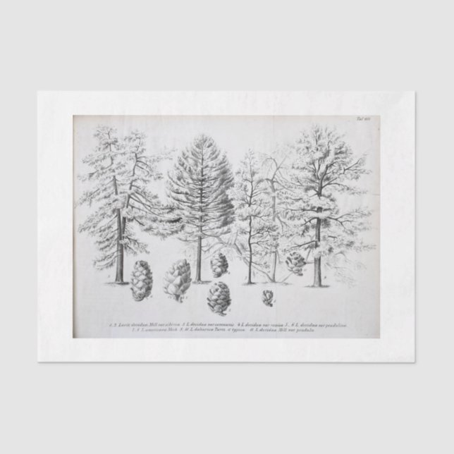 Vintage Tree Ephemera Decoupage Pine cone Tissue Paper (Front)
