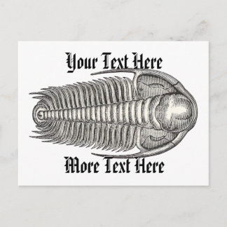 Vintage Trilobite Postcard