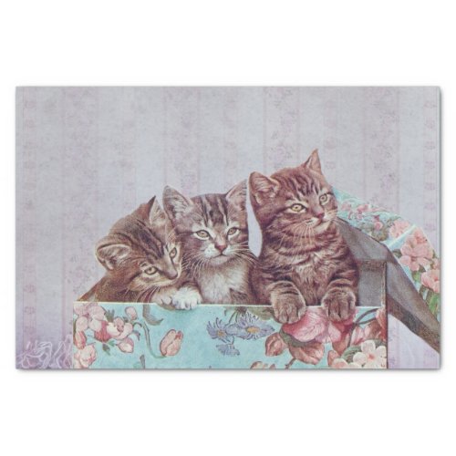 Vintage trio of cute Kittens in box  Tissue Paper