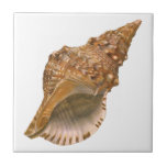 Vintage Triton Seashell Shell, Marine Ocean Animal Ceramic Tile