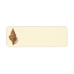 Vintage Triton Seashell Shell, Marine Ocean Animal Label