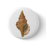 Vintage Triton Seashell Shell, Marine Ocean Animal Pinback Button