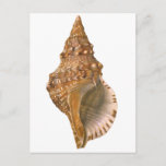 Vintage Triton Seashell Shell, Marine Ocean Animal Postcard