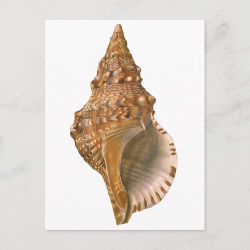 Vintage Triton Seashell Shell Marine Ocean Animal Postcard