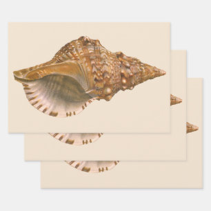 Vintage Triton Seashell Shell, Marine Ocean Animal Wrapping Paper Sheets