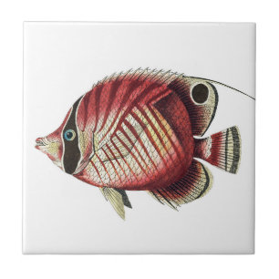 Vintage Tropical Angel Fish Ceramic Tile
