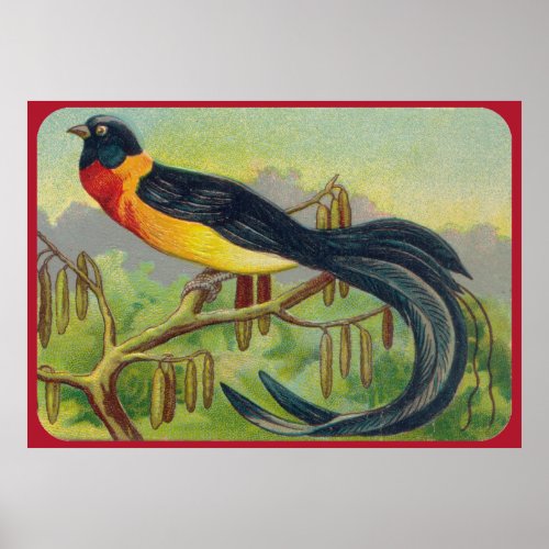 Vintage Tropical Bird Print