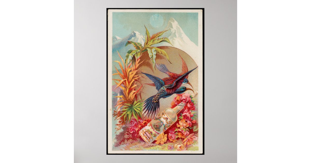 Vintage Tropical Birds Florida Water Advertisement Poster | Zazzle