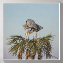 Vintage Tropical Birds on Palm Tree Wildlife Natur