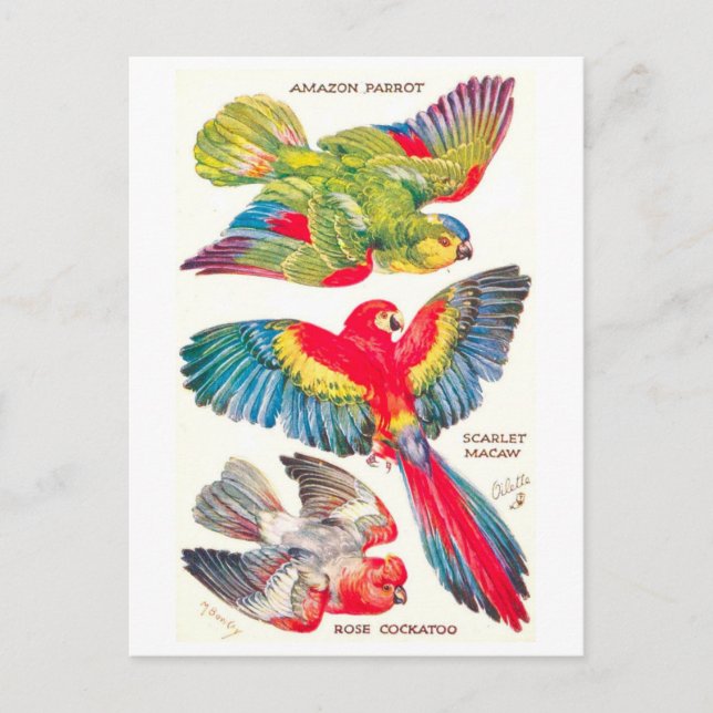 Vintage Tropical Birds Postcard (Front)