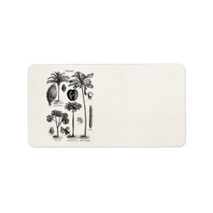 Vintage Tropical Island Palm Tree Template Blank Label