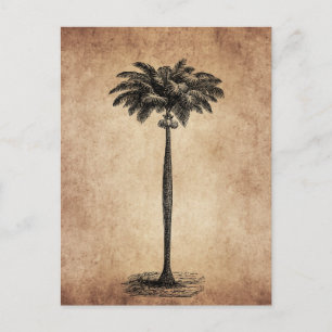 Vintage Tropical Island Palm Tree Template Blank Postcard