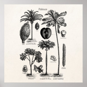 Vintage Tropical Island Palm Tree Template Blank Poster