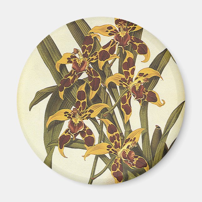Vintage Tropical Odontoglossum Orchid Flowers Magnet (Front)