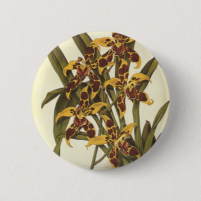 Vintage Tropical Odontoglossum Orchid Flowers Pinback Button (Front)