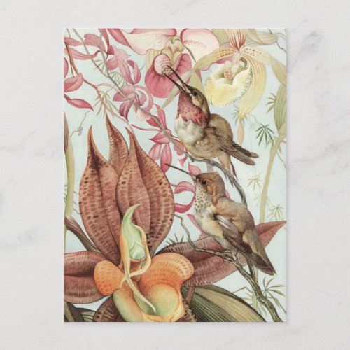Vintage Tropical Orchids Flowers and Hummingbirds Postcard
