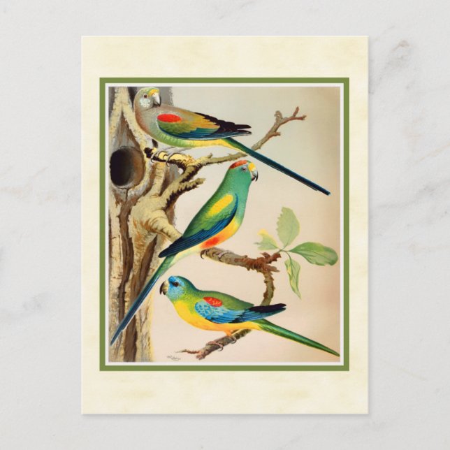 Vintage Tropical Parakeets Postcard (Front)
