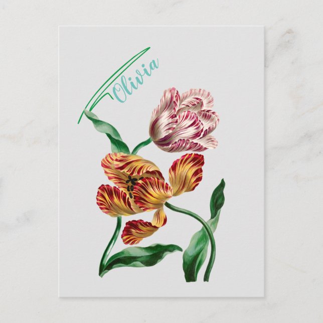 Vintage Tulip Botanical Illustration Postcard (Front)