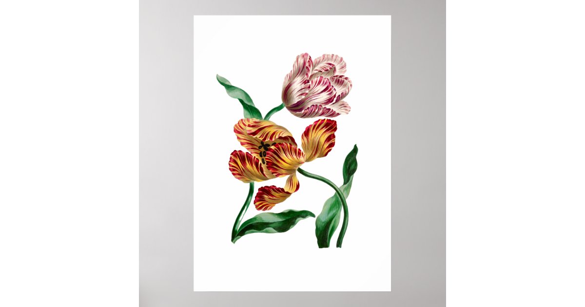 Vintage Tulip Botanical Illustration Poster | Zazzle