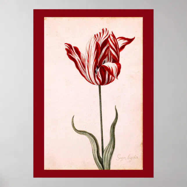 Vintage Tulip Drawing Poster | Zazzle