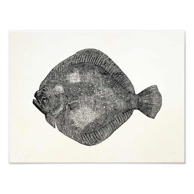 Vintage Turbot Flounder Fish - Fishes Template Photo Print (Front)