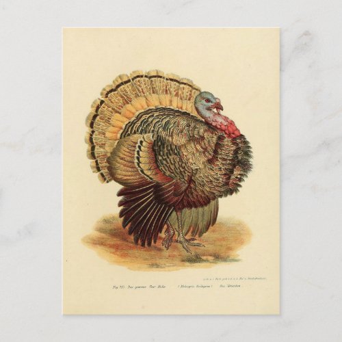 Vintage turkey illustration birds collection postcard
