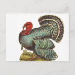 Vintage Turkey Postcard at Zazzle