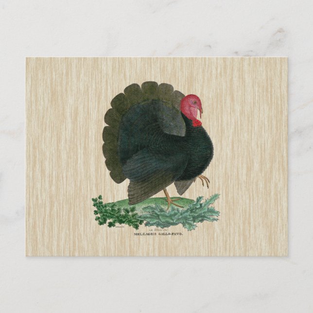 Vintage Turkey Postcard (Front)