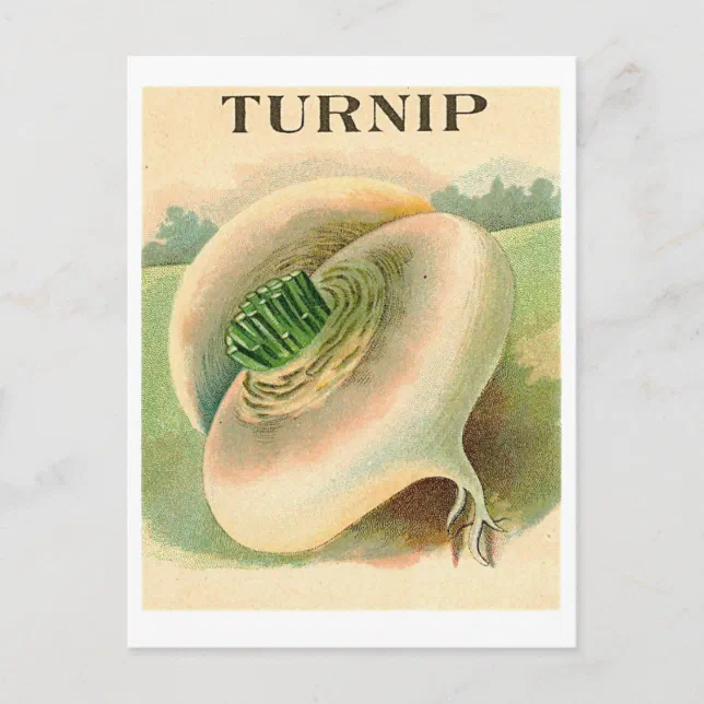vintage turnip seed packet postcard Zazzle