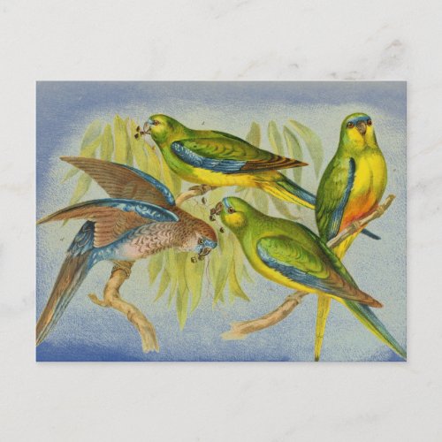 Vintage Turquoise Parrot Postcard