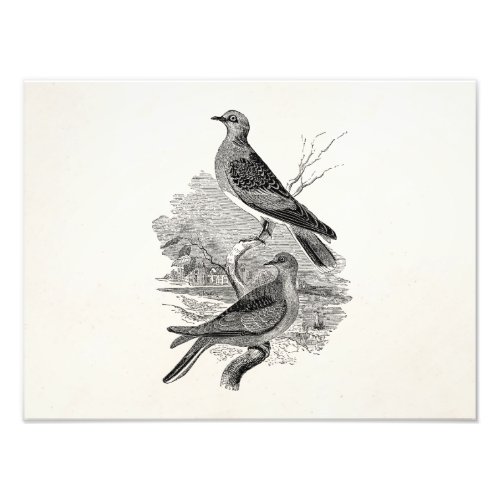 Vintage Turtle Doves Bird Personalized Dove Birds Photo Print