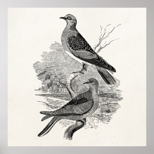 Vintage Turtle Doves Bird Personalized Dove Birds Poster