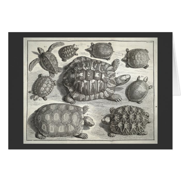 Vintage Turtle Etching Greeting Cards