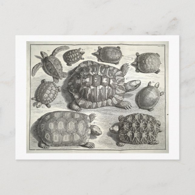 Vintage Turtle Etching Postcard (Front)
