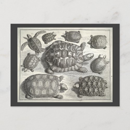 Vintage Turtle Etching Postcard