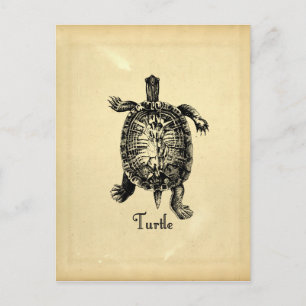VINTAGE TURTLE POSTCARD