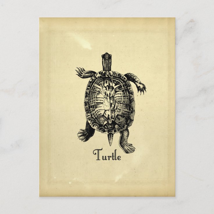 Vintage Turtle Postcard 