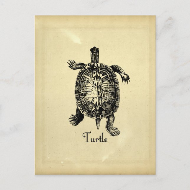 VINTAGE TURTLE POSTCARD (Front)