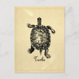 VINTAGE TURTLE POSTCARD