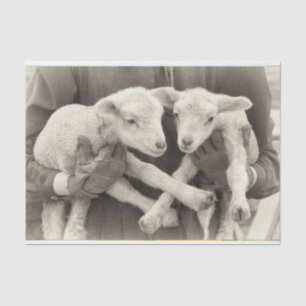 Vintage Twin Lambs Tissue Paper